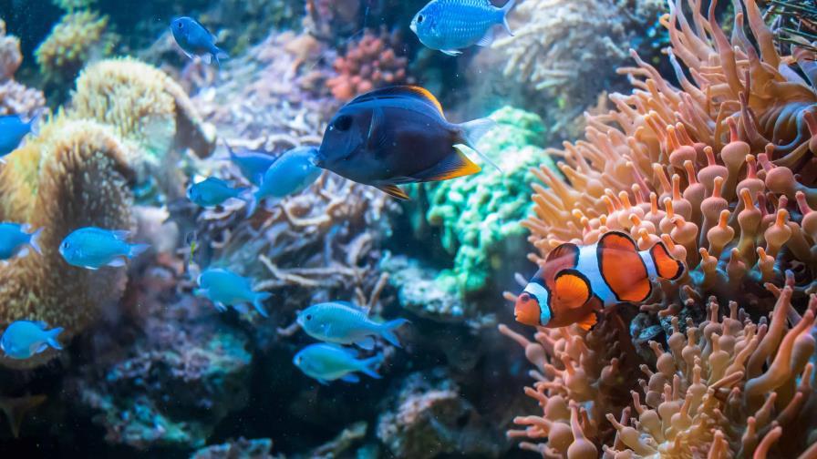 Científicos suizos desarrollan un robot acuático capaz de convertirse en comida para peces Científicos suizos desarrollan un robot acuático capaz de convertirse en comida para peces