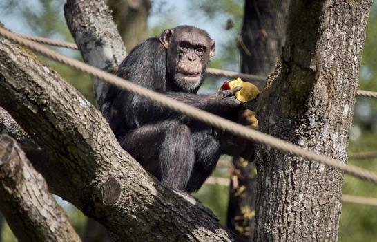Los chimpancés se contagian de los bostezos de los androides